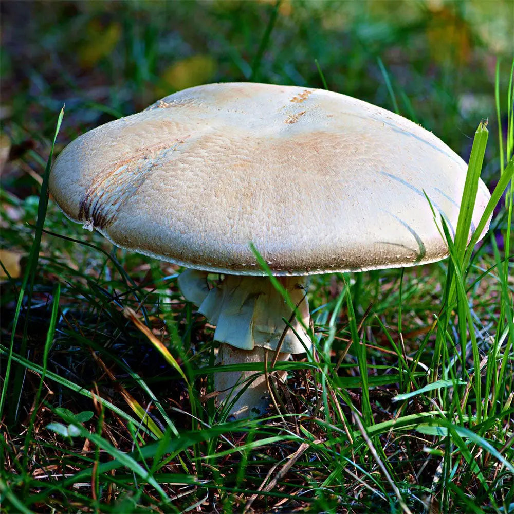 Meadow Mushroom  Mycotopia