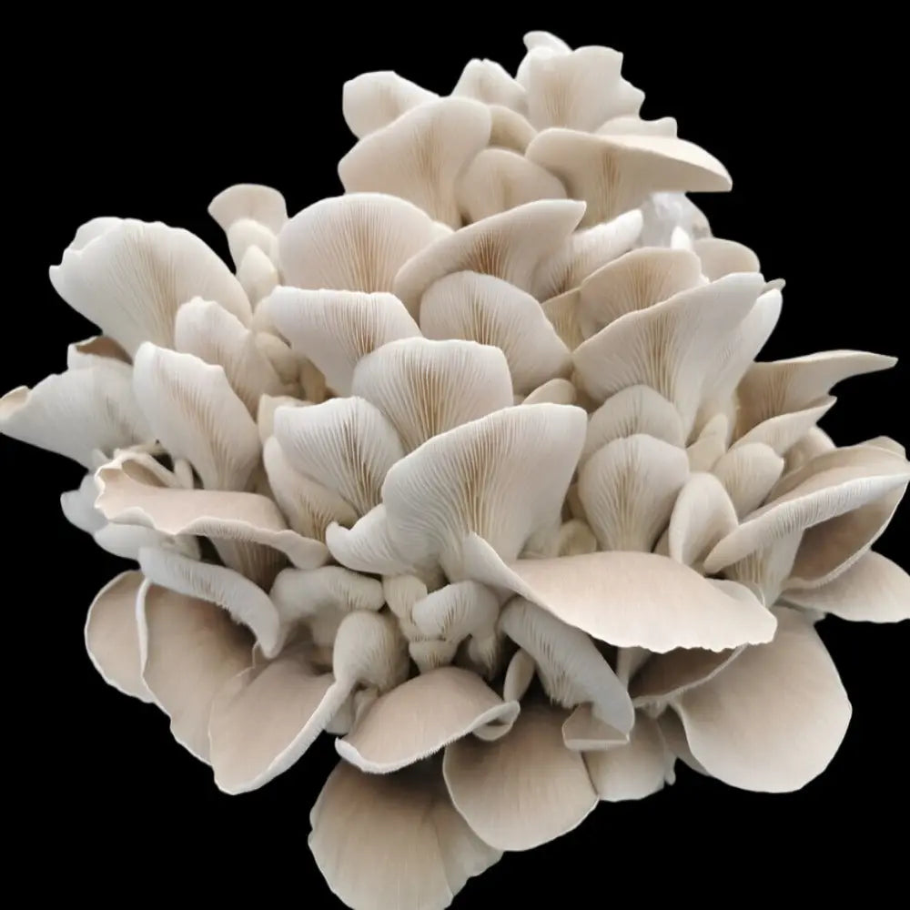 Mediterranean Oyster Mushroom.  Mycotopia