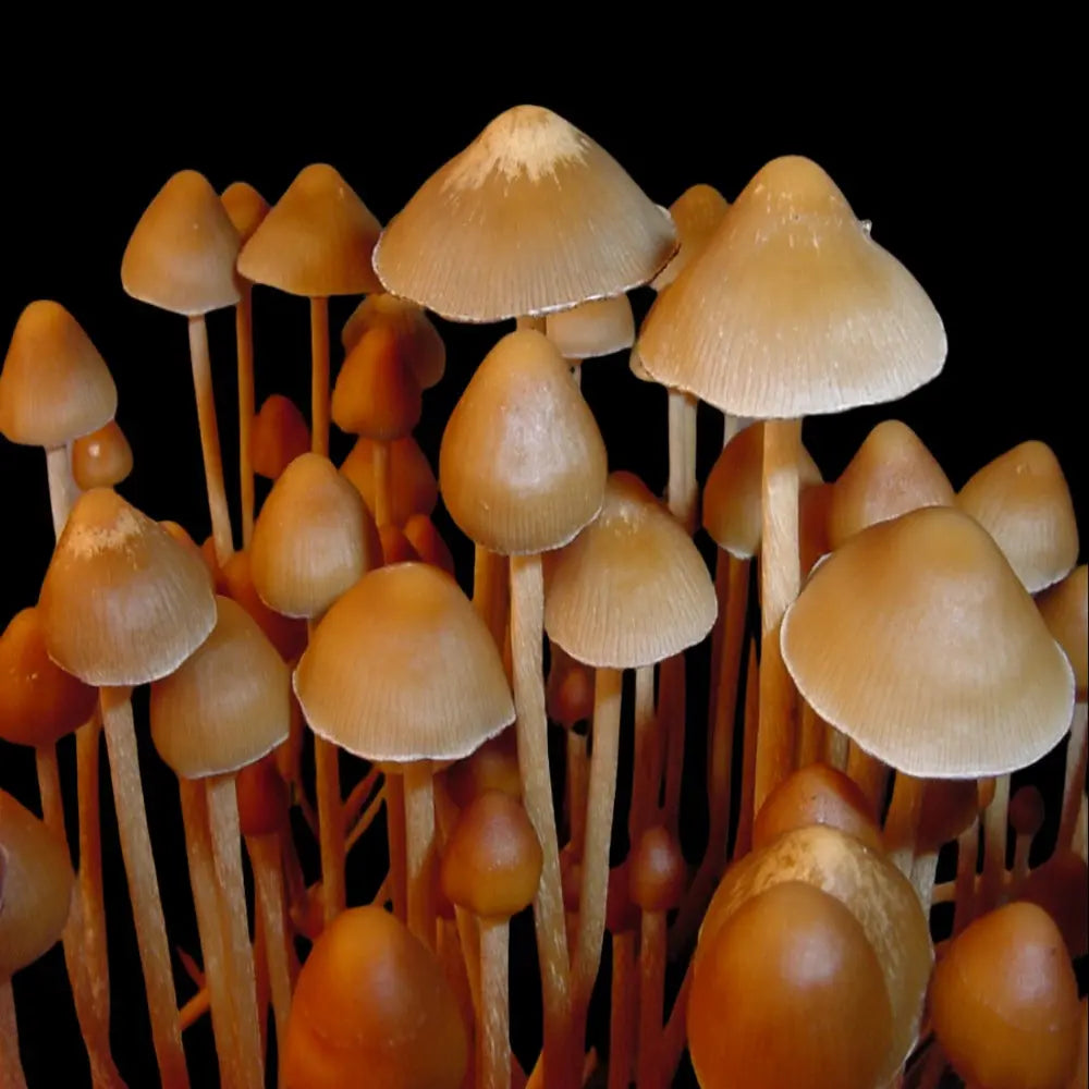 Mexicana Strain A Mushroom  Mycotopia