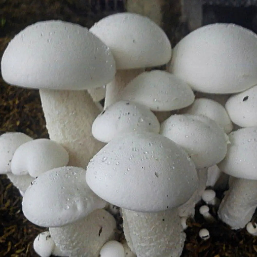 Milky Mushroom  Mycotopia