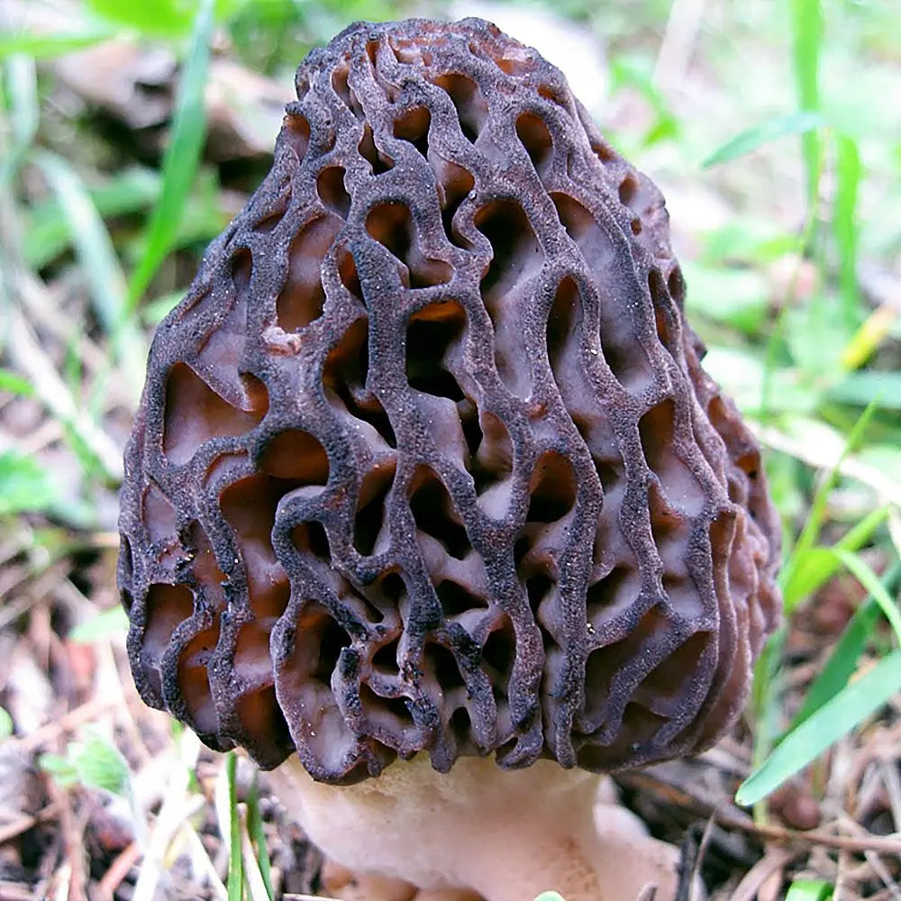 Purple Morel Mushroom  Mycotopia