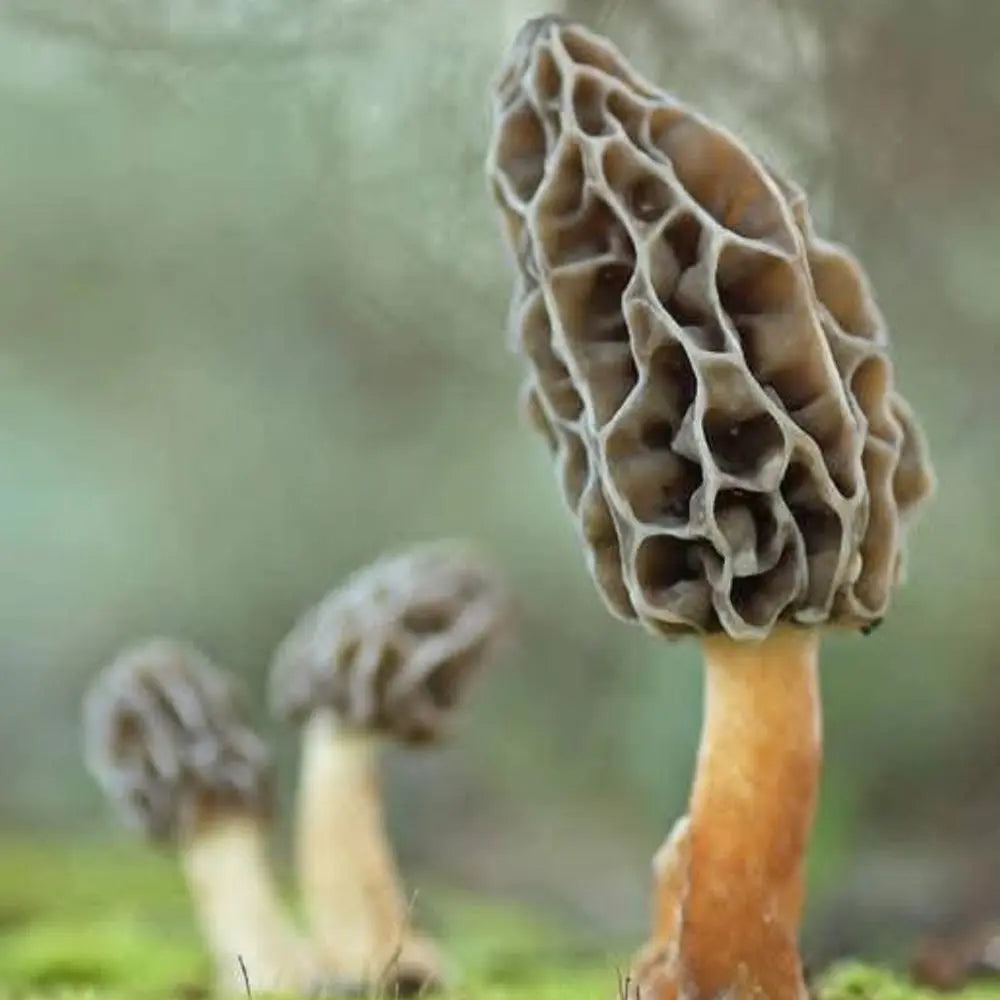 Natural Morel Mushroom  Mycotopia