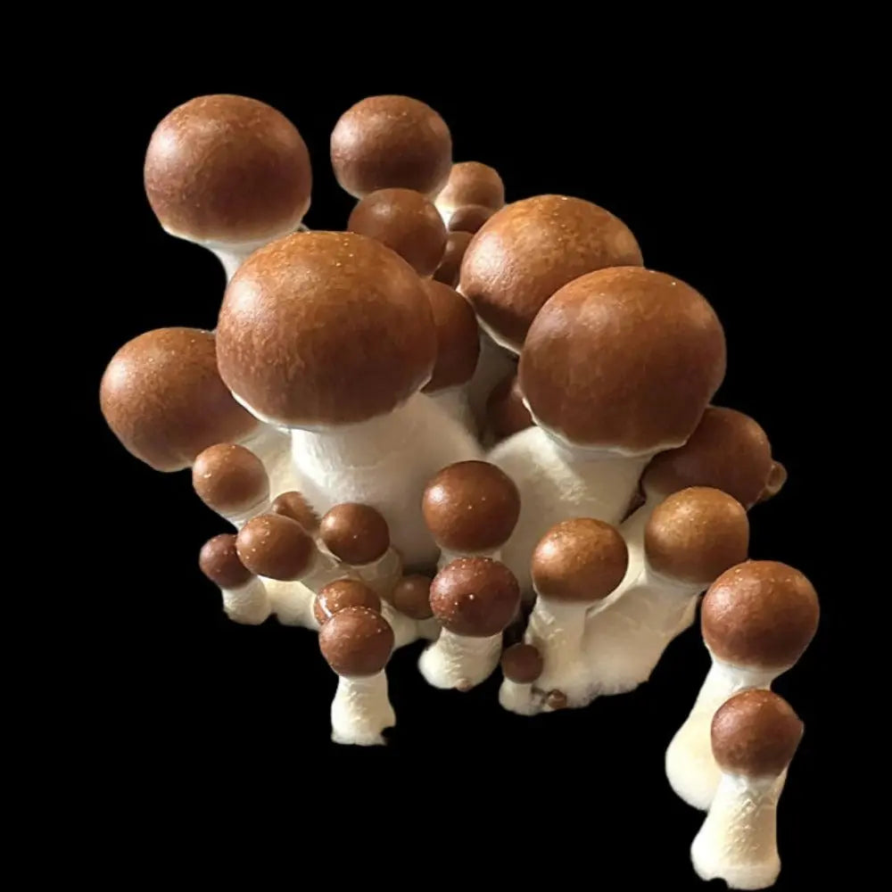 ODPE Mushroom.  Mycotopia