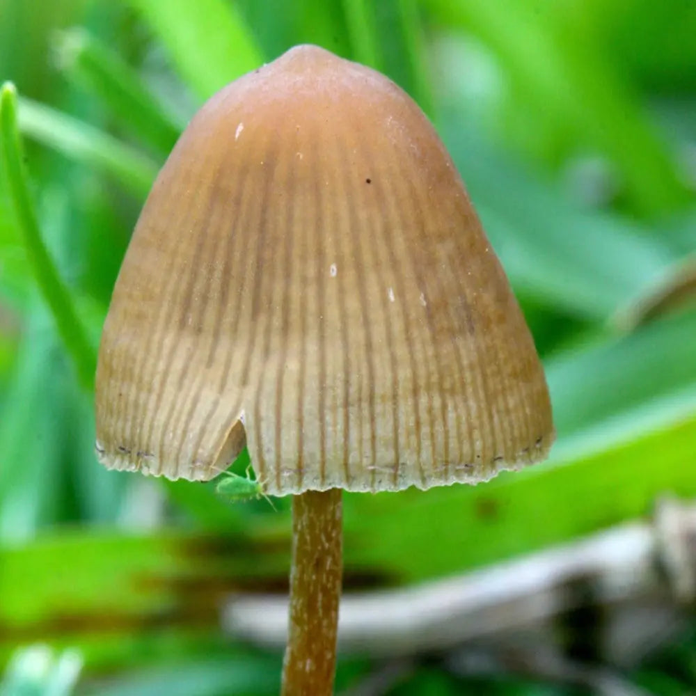 P. mexicana Mushroom.  Mycotopia