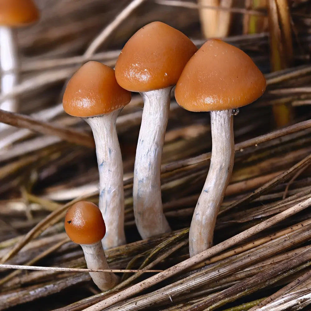 P. Azurecens Mushroom  Mycotopia