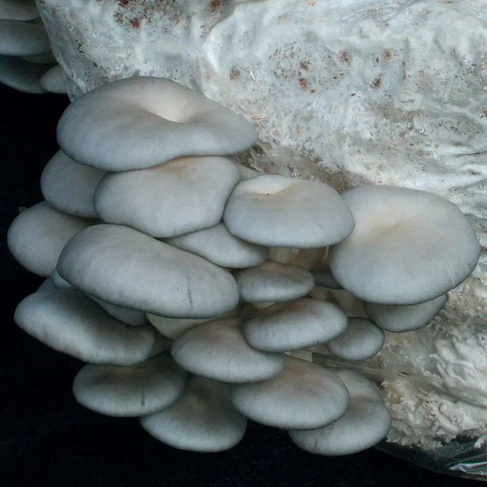 Grey Dove Oyster Mushroom  Mycotopia