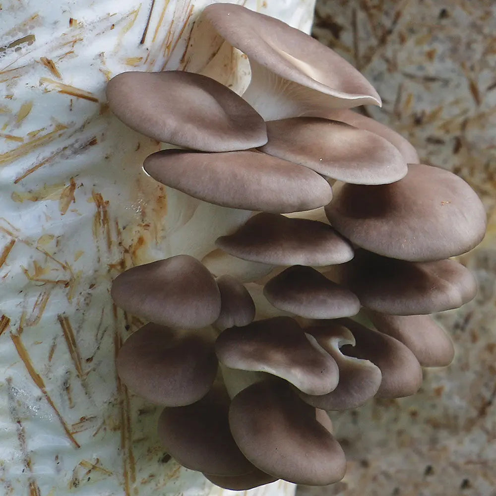 Italian Oyster Mushroom  Mycotopia