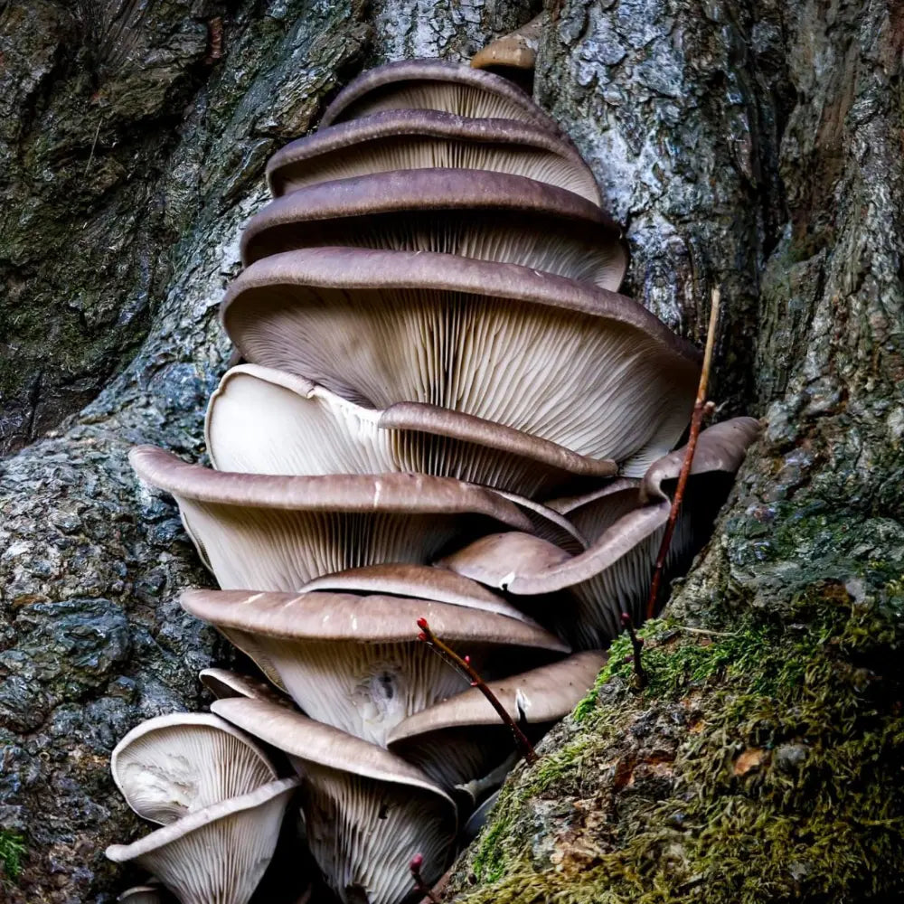 Italian Oyster Mushroom.  Mycotopia