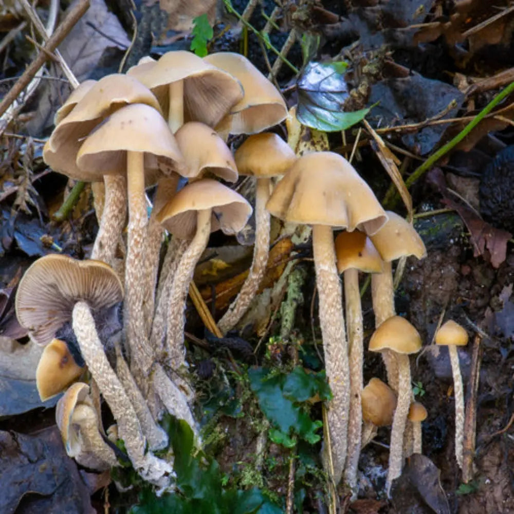 P. zapotecorum Mushroom.  Mycotopia