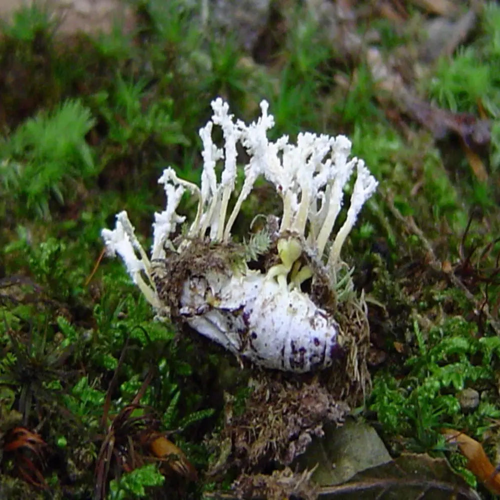 Cordyceps tenuipes Mushroom  Mycotopia