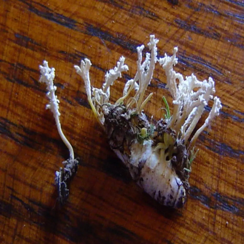 Cordyceps tenuipes Mushroom  Mycotopia