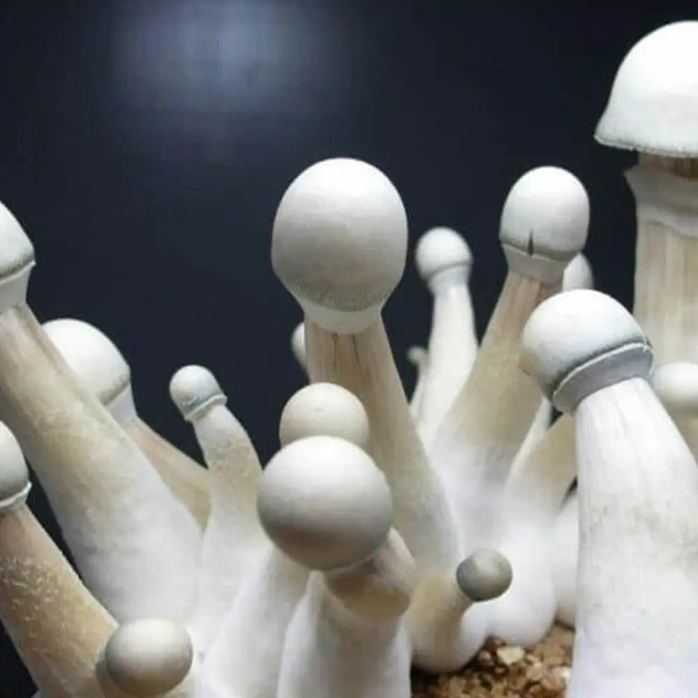 Moby Dick Mushroom  Mycotopia