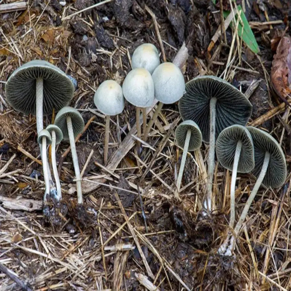 Blue Meanies Mushroom.  Mycotopia