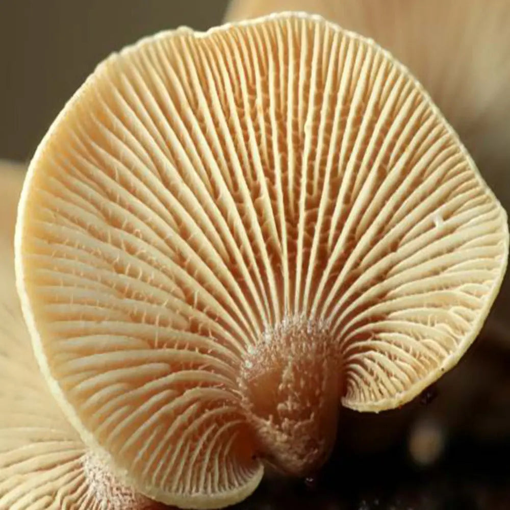 Bitter Oyster Mushroom  Mycotopia