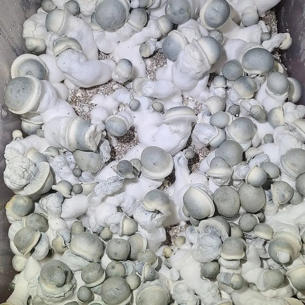 Pearly Gates Mushroom.  Mycotopia