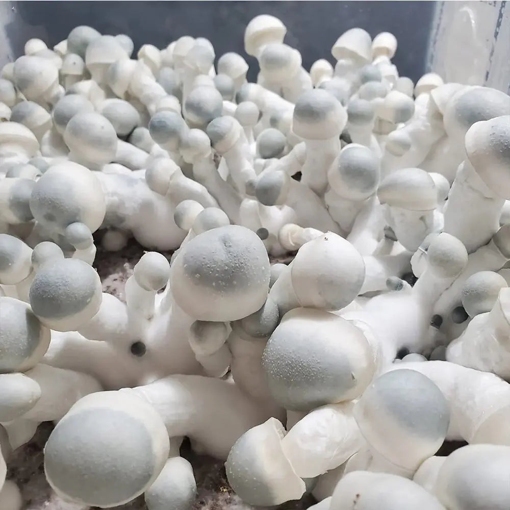 Pearly Gates Mushroom.  Mycotopia