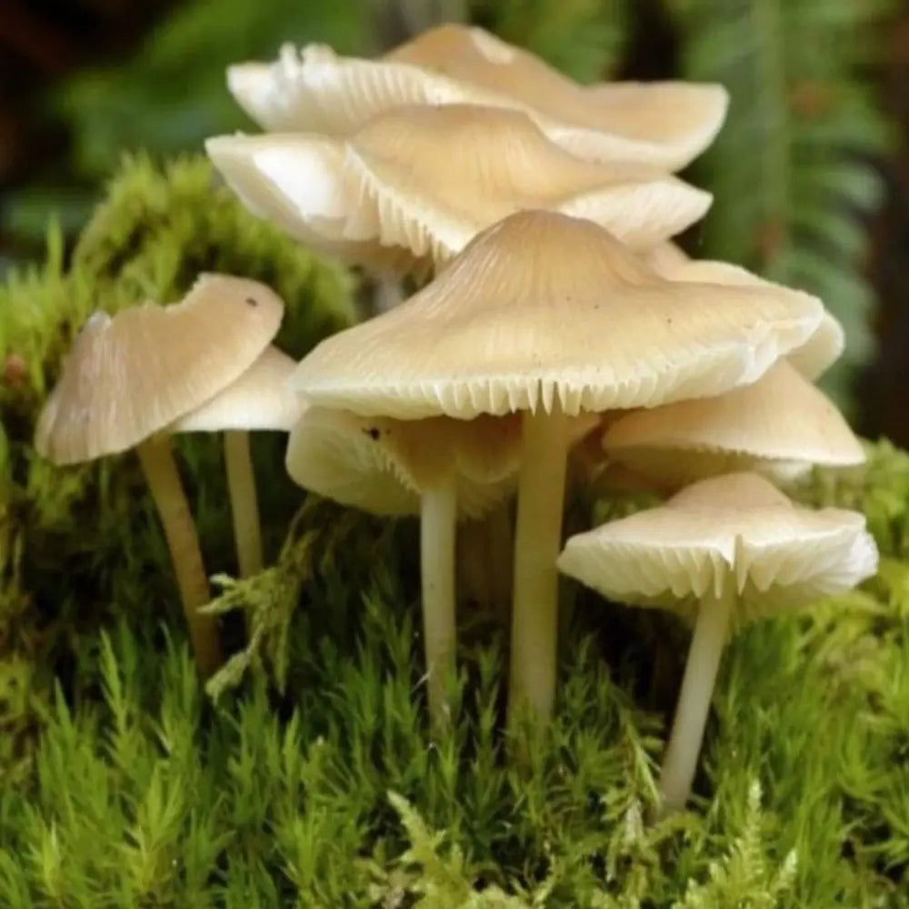 Plastic Eating Mushroom.  Mycotopia