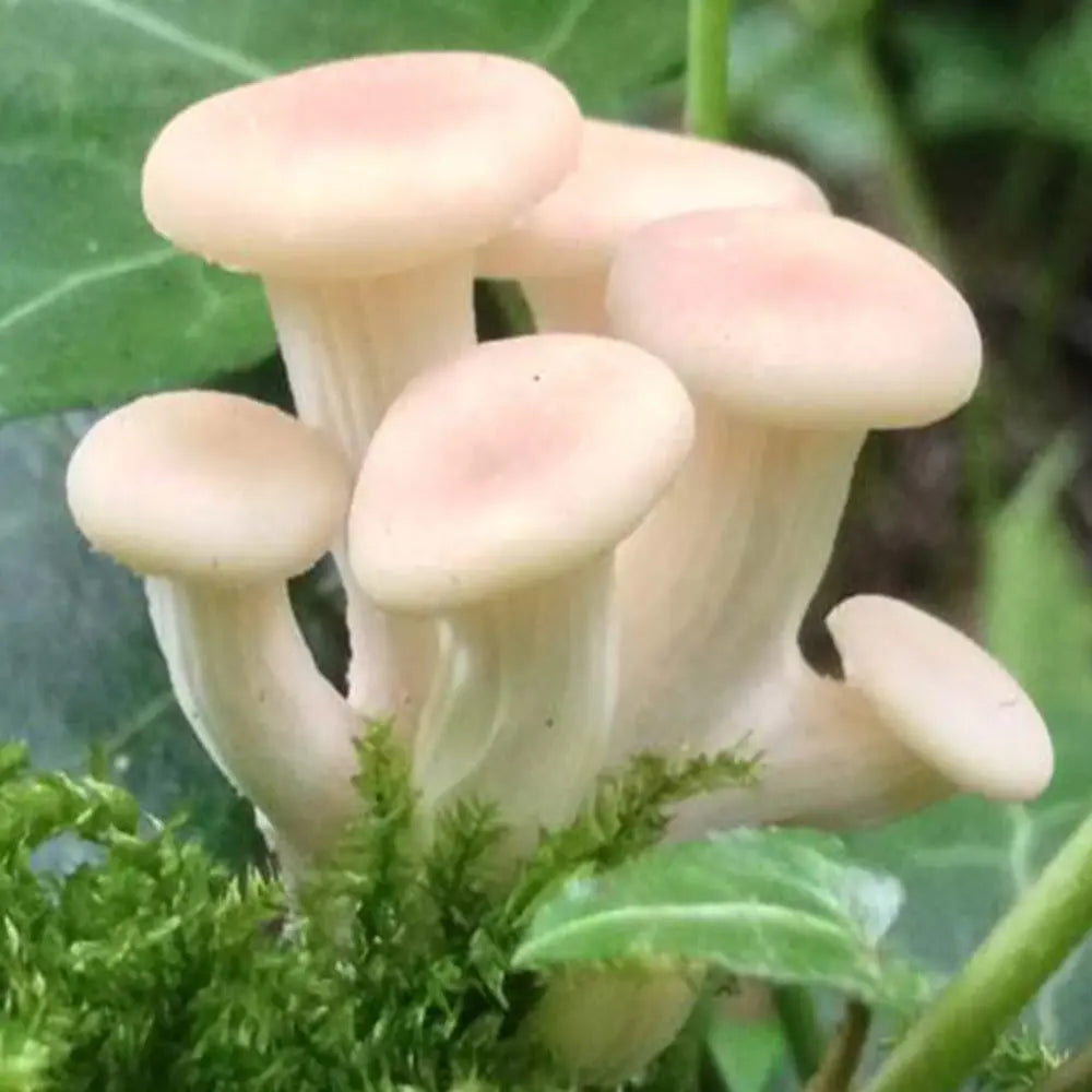 Branched Oyster Mushroom.  Mycotopia