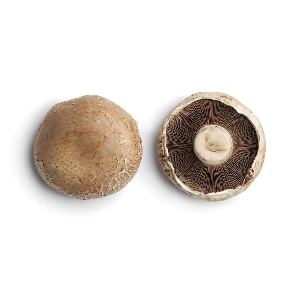 Portobello Mushroom.  Mycotopia