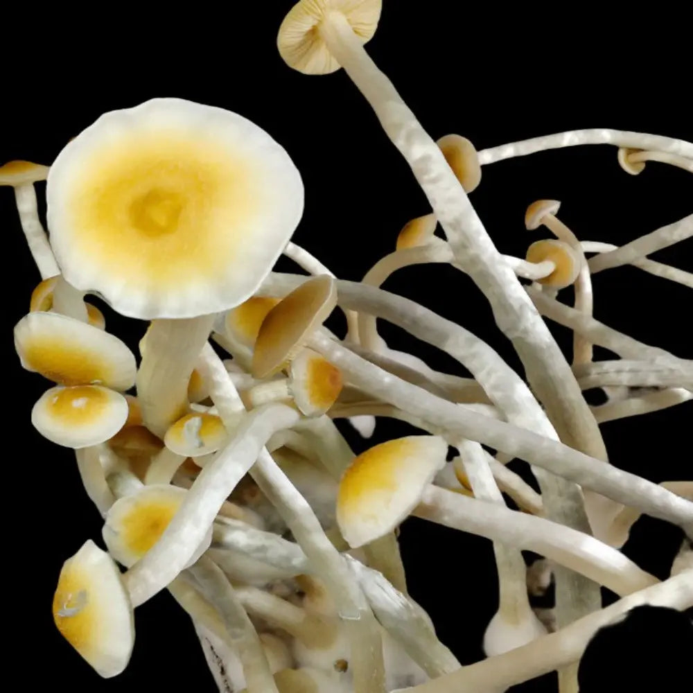 P. natalensis "low spore" Mushroom  Mycotopia