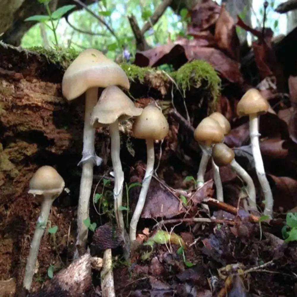 P. ovoideocystidiata Mushroom.  Mycotopia