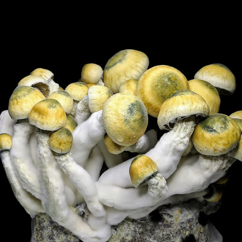 Melmak 118 Mushroom  Mycotopia