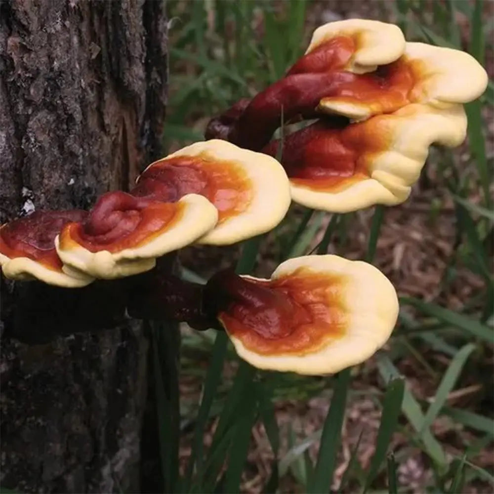 Reishi Mushroom.  Mycotopia