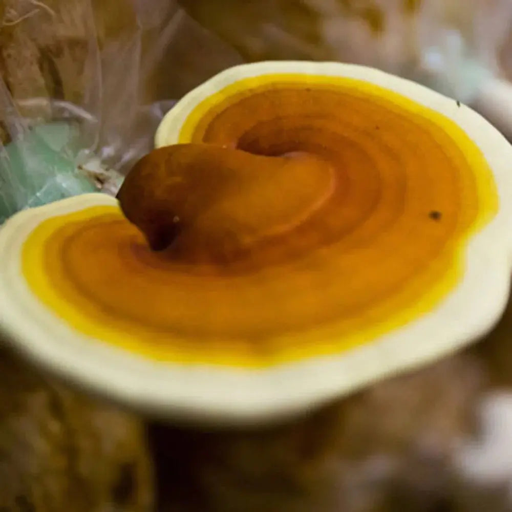 Yellow Reishi Mushroom  Mycotopia