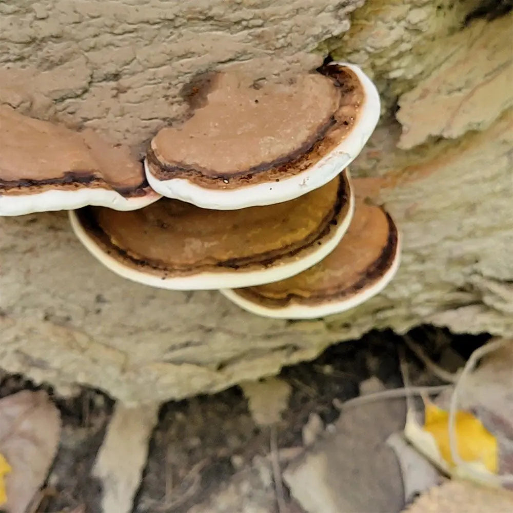 Artist's Conk Mushroom.  Mycotopia