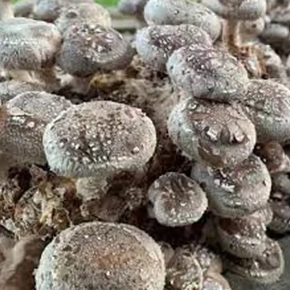 Shiitake 7869 Mushroom  Mycotopia