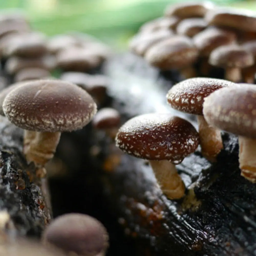 Straw Shiitake Mushroom  Mycotopia