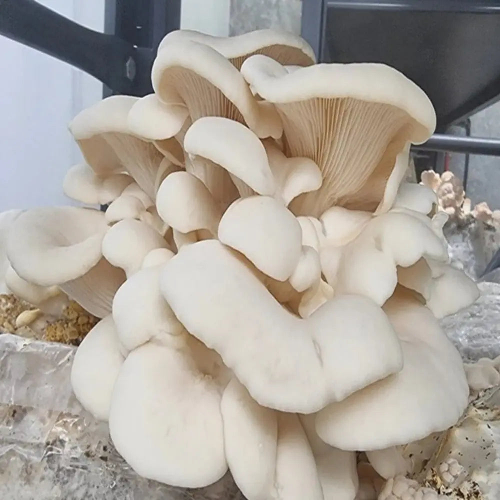 Snow White Oyster Mushroom  Mycotopia