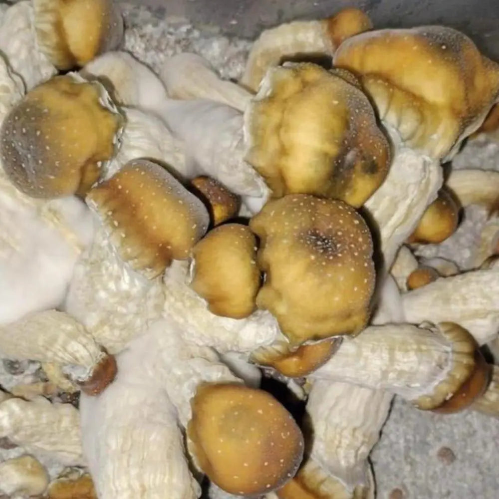 SolMac Mushroom.  Mycotopia