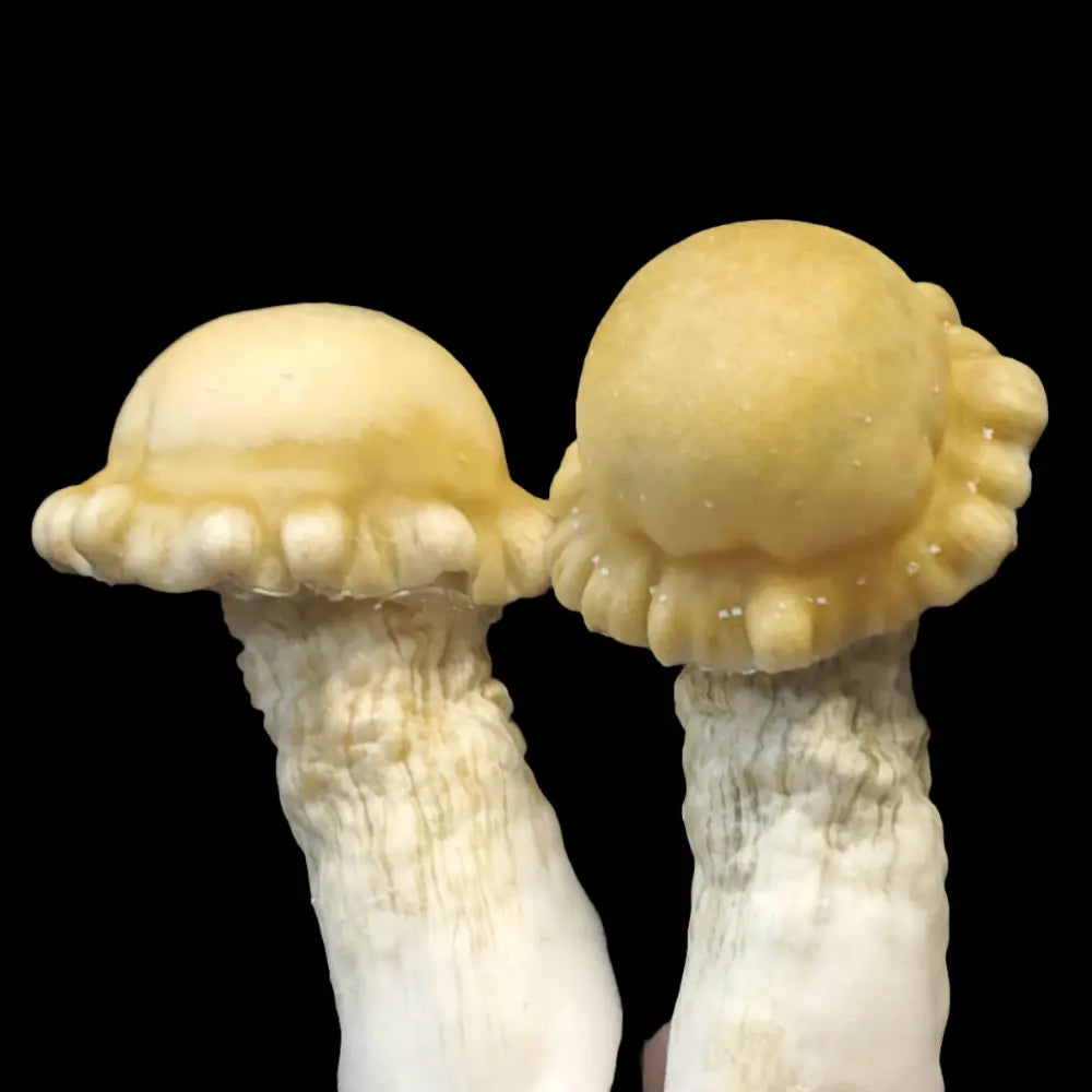 SolMac Mushroom.  Mycotopia