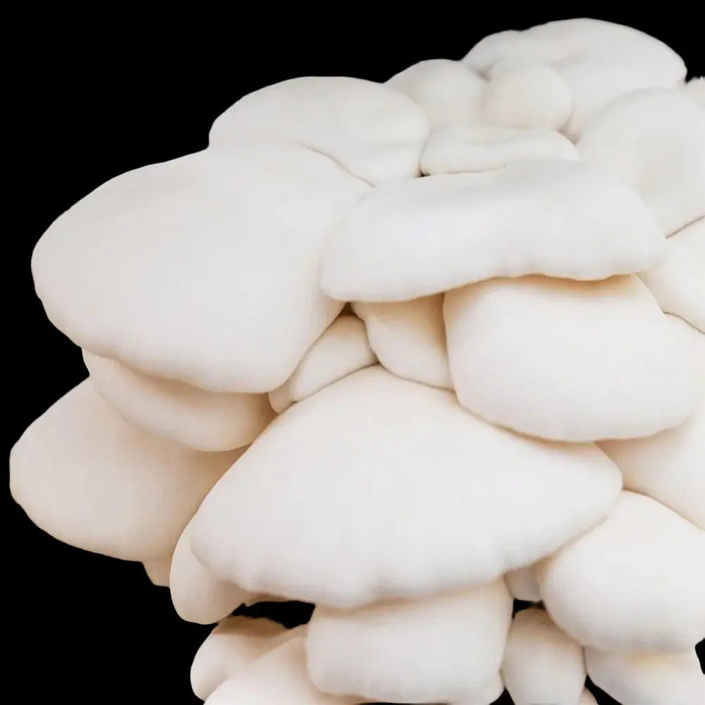 Snow White Oyster Mushroom  Mycotopia