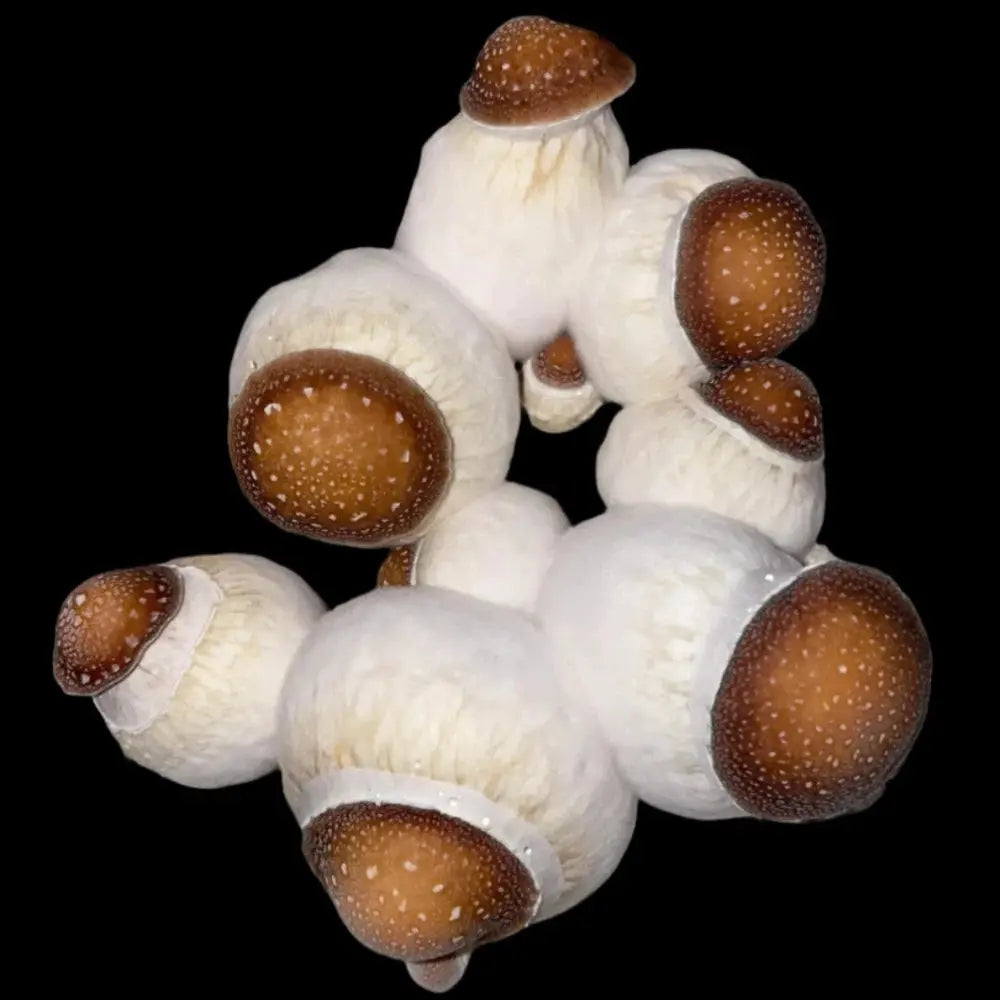 Squat Knot Mushroom.  Mycotopia