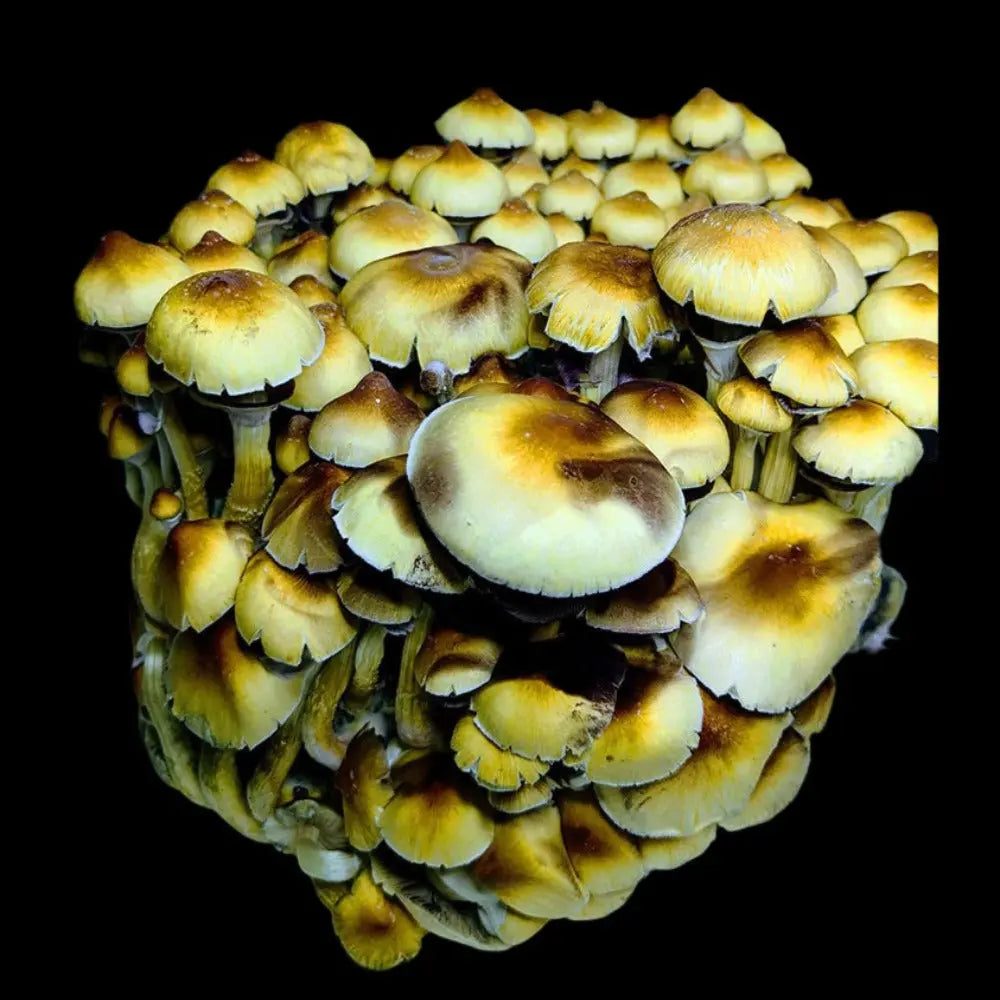 Omni Revert Mushroom.  Mycotopia