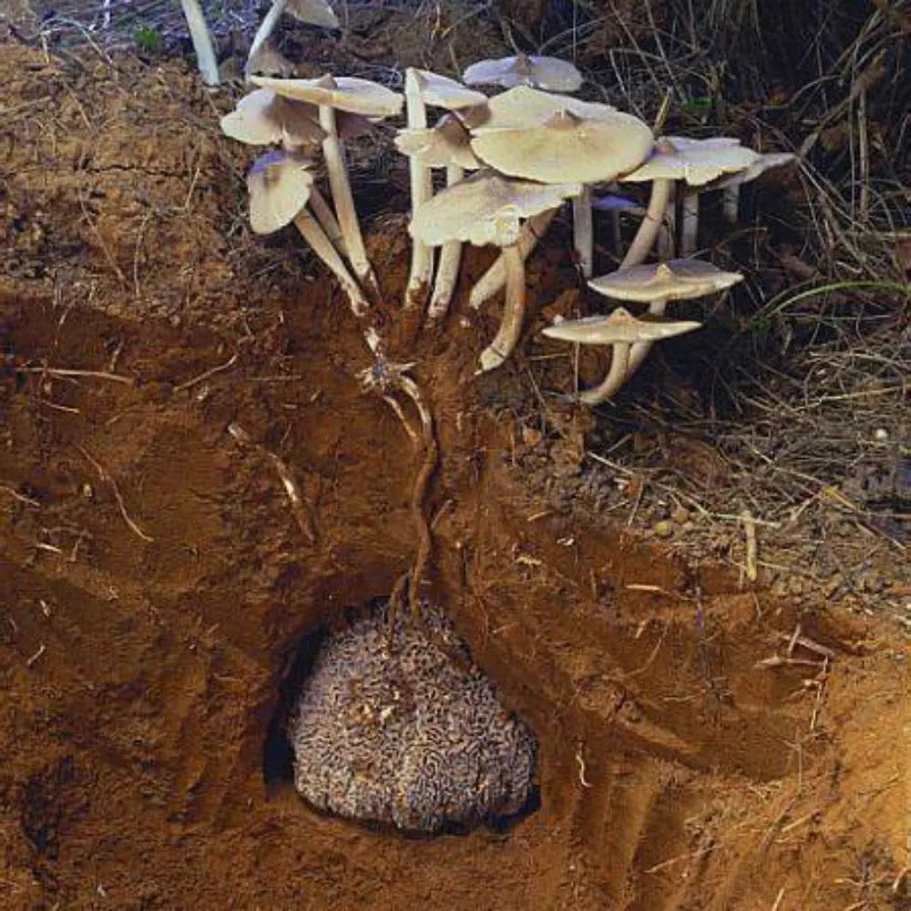 Termite Mushroom.  Mycotopia