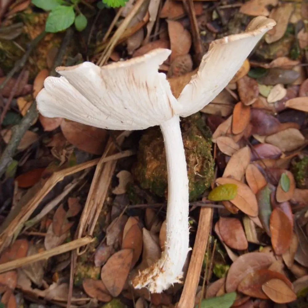 Termite Mushroom.  Mycotopia