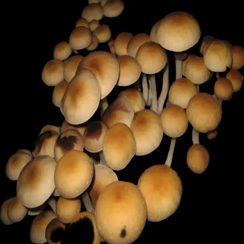 Texas Orange Cap Mushroom  Mycotopia