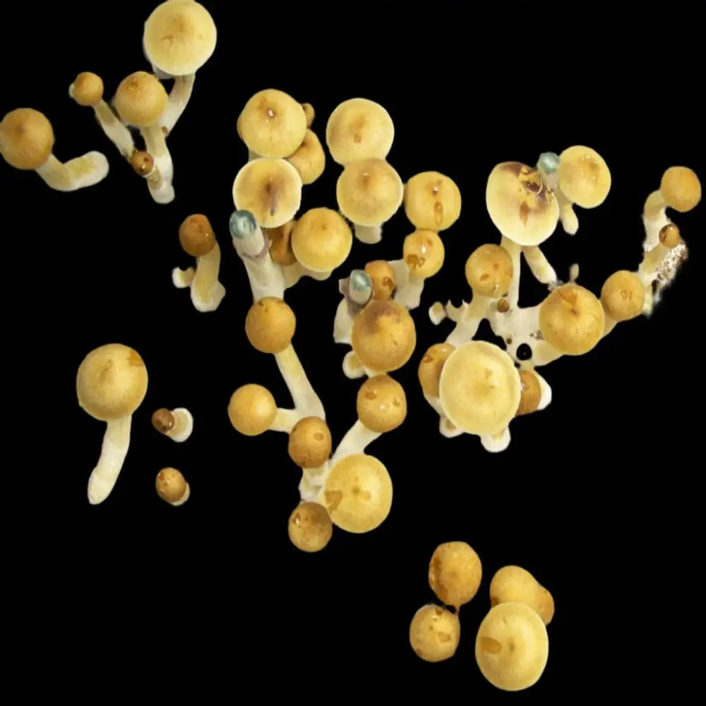 Texas Yellow Cap  Mycotopia