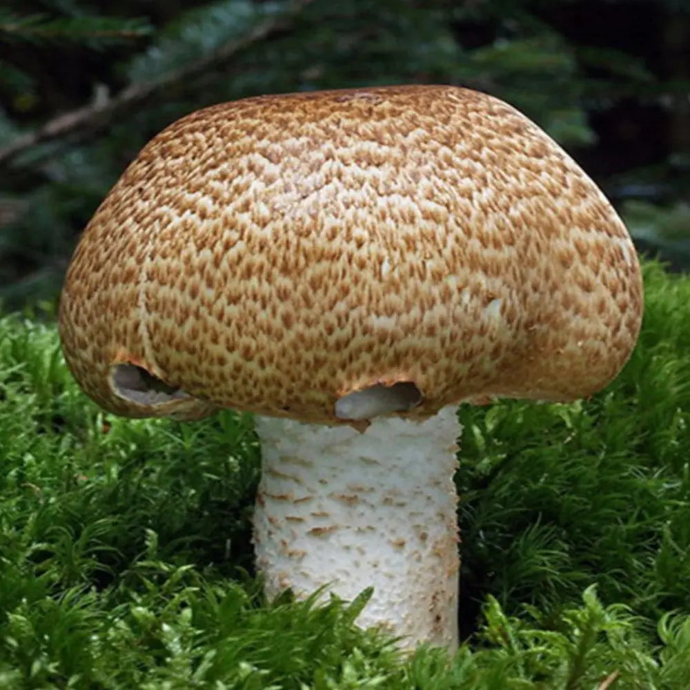 The Prince Mushroom  Mycotopia