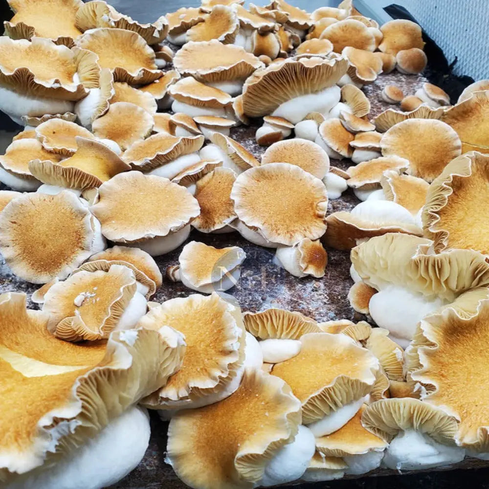 Koh Samoi Little Flowers Mushroom.  Mycotopia