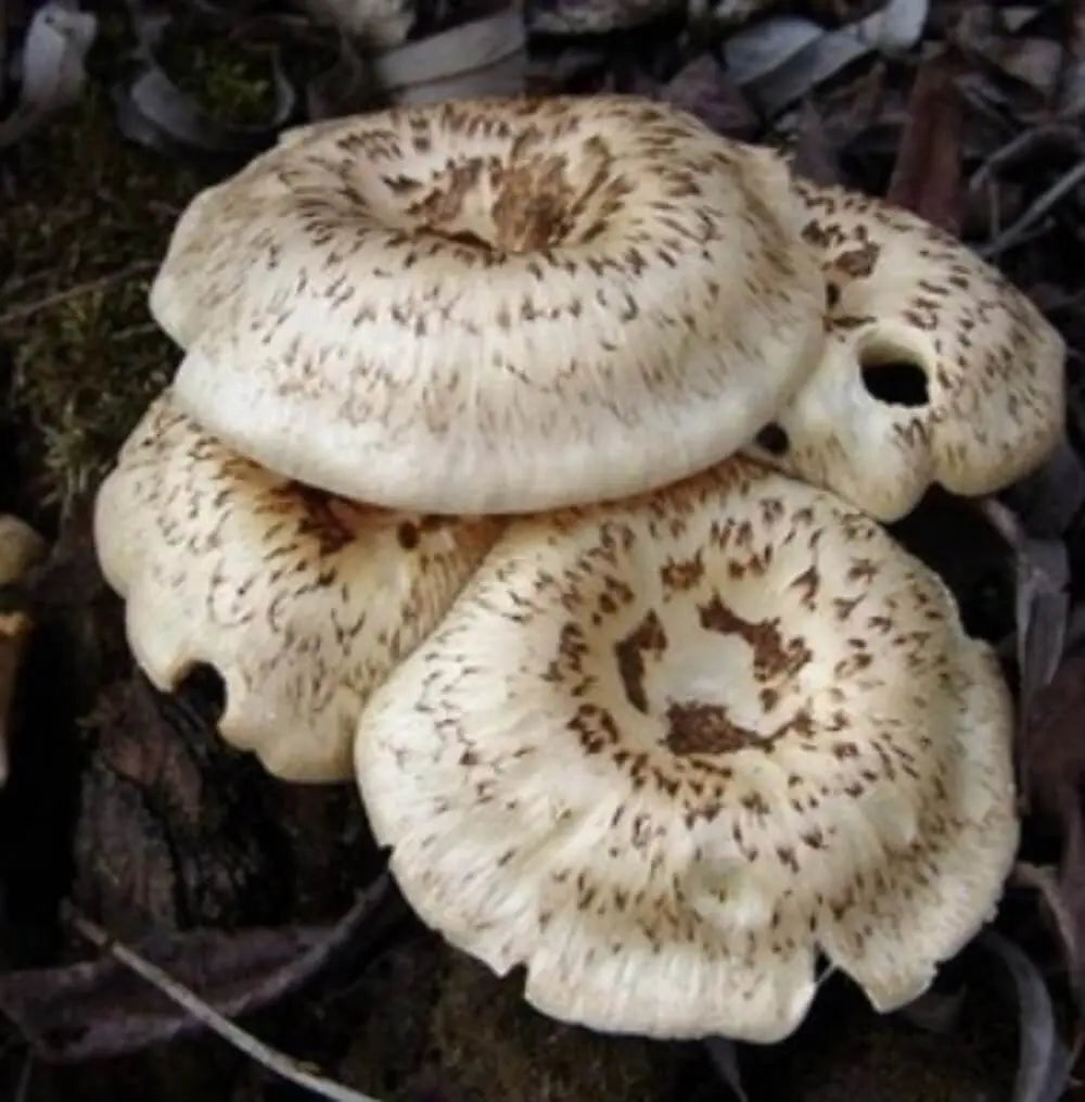 Tiger Sawgill Mushroom  Mycotopia