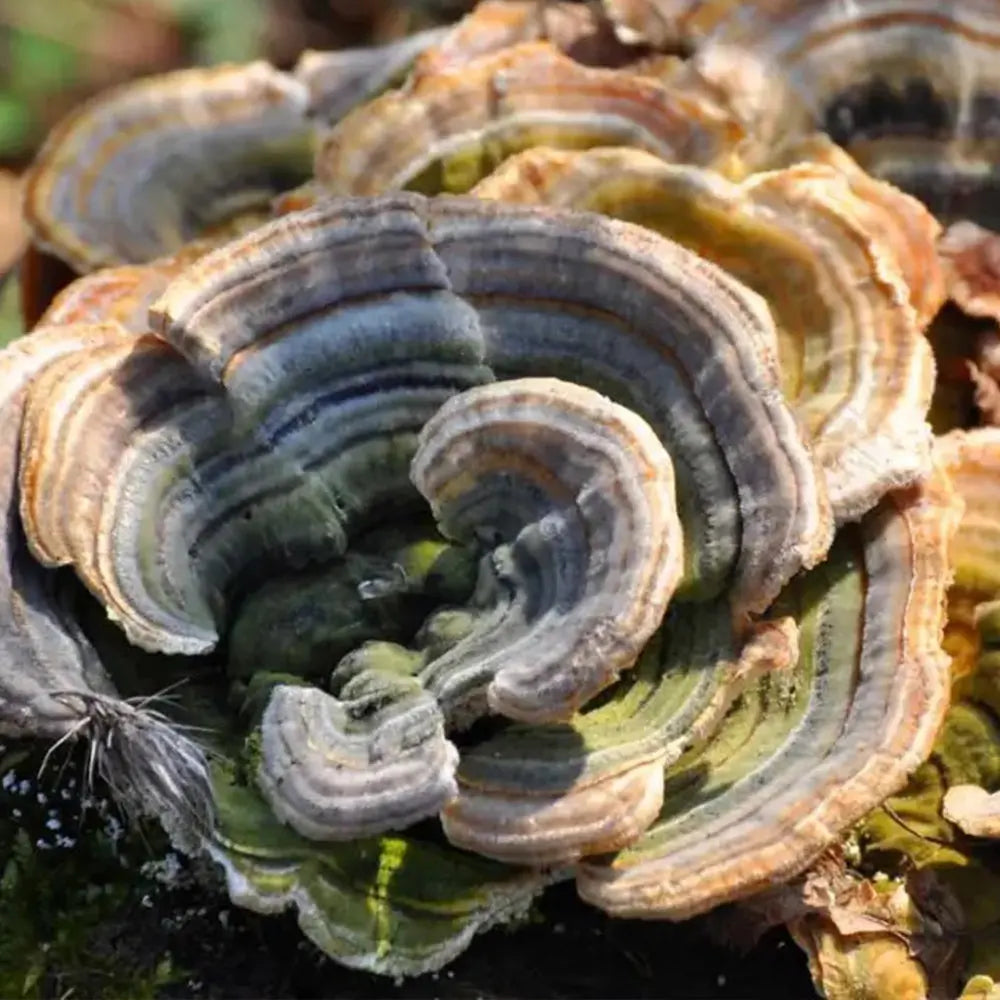 Turkey Tail  Mushroom.  Mycotopia