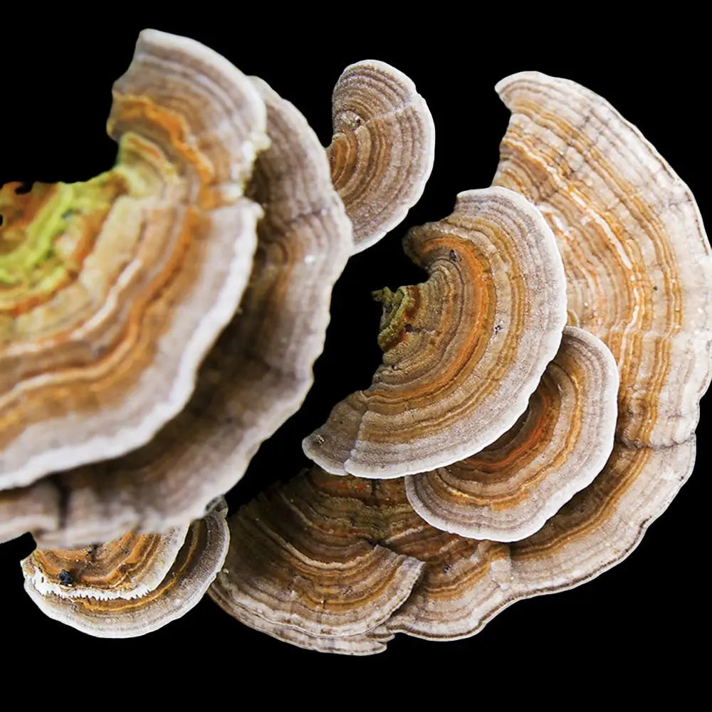 Turkey Tail  Mushroom.  Mycotopia