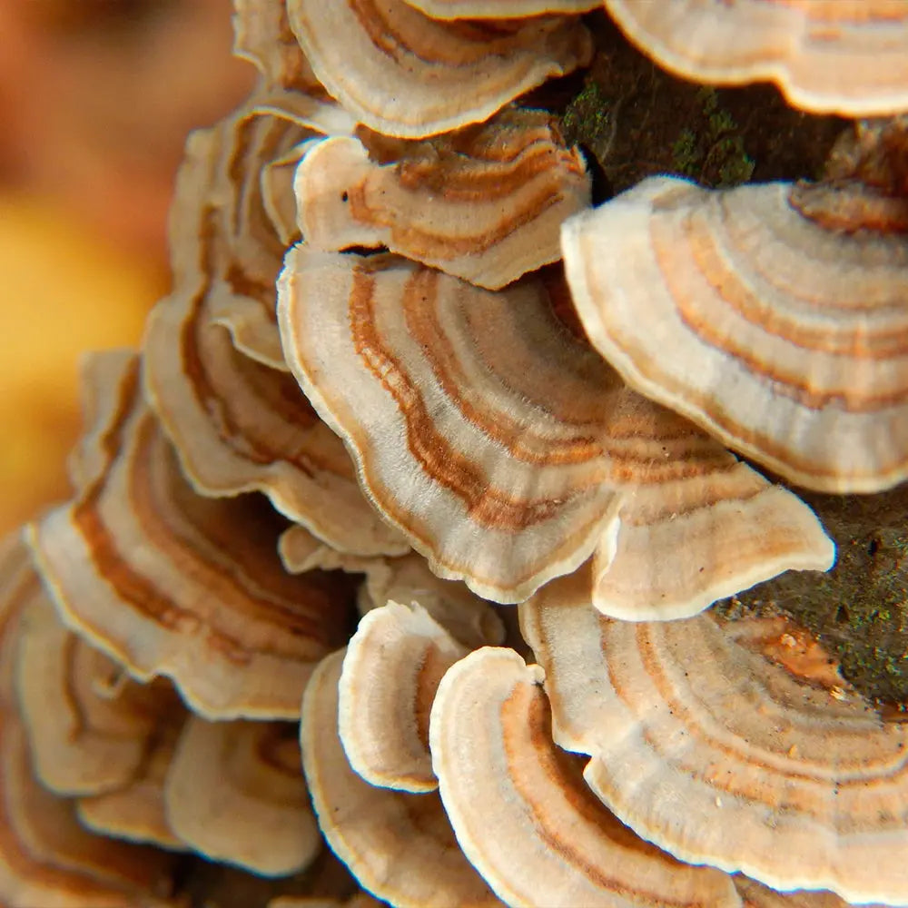 Turkey Tail (wild strain) Mushroom  Mycotopia