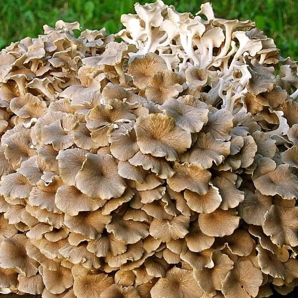 Umbrella Polypore Mushroom.  Mycotopia