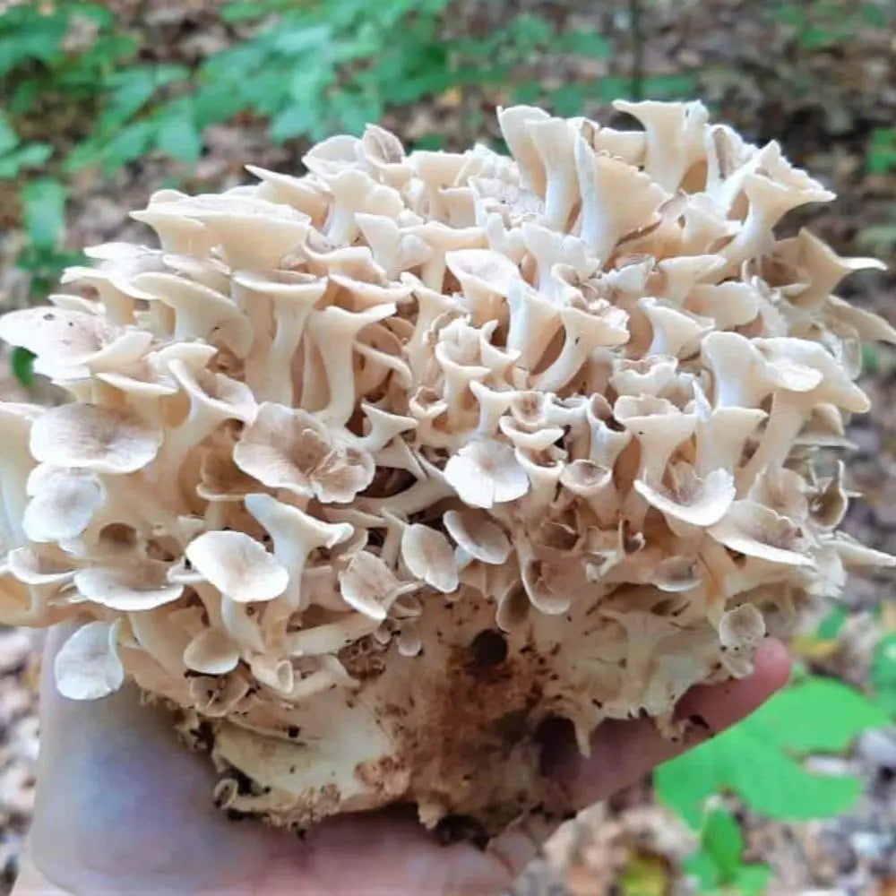 Umbrella Polypore Mushroom.  Mycotopia