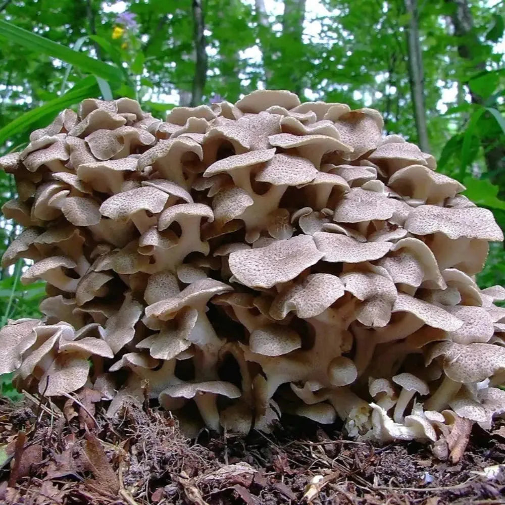 Umbrella Polypore Mushroom.  Mycotopia